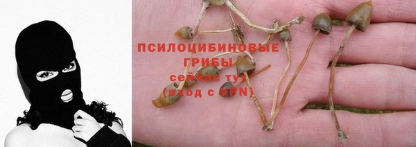ПСИЛОЦИБИНОВЫЕ ГРИБЫ Вяземский
